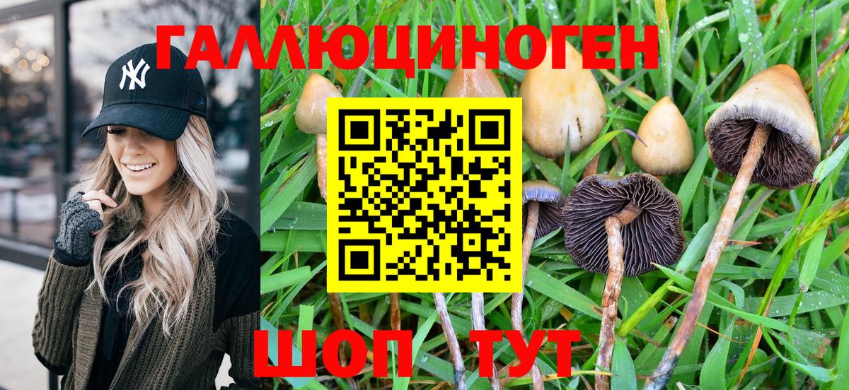 Нововоронеж  Псилоцибиновые грибы GOLDEN TEACHER  Вход с VPN 